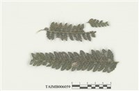 藏品(長葉疣鱗蘚)的圖片